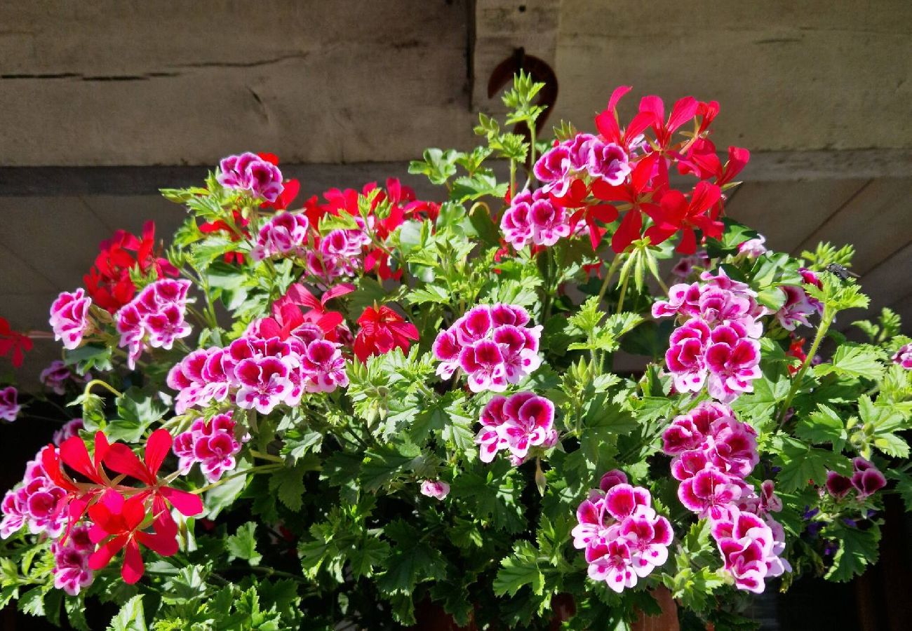Maison à Laguiole - Gite de la Scierie, maison familiale Laguio